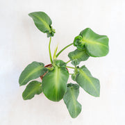 Philodendron rugosum aberrant form-Aroidasia