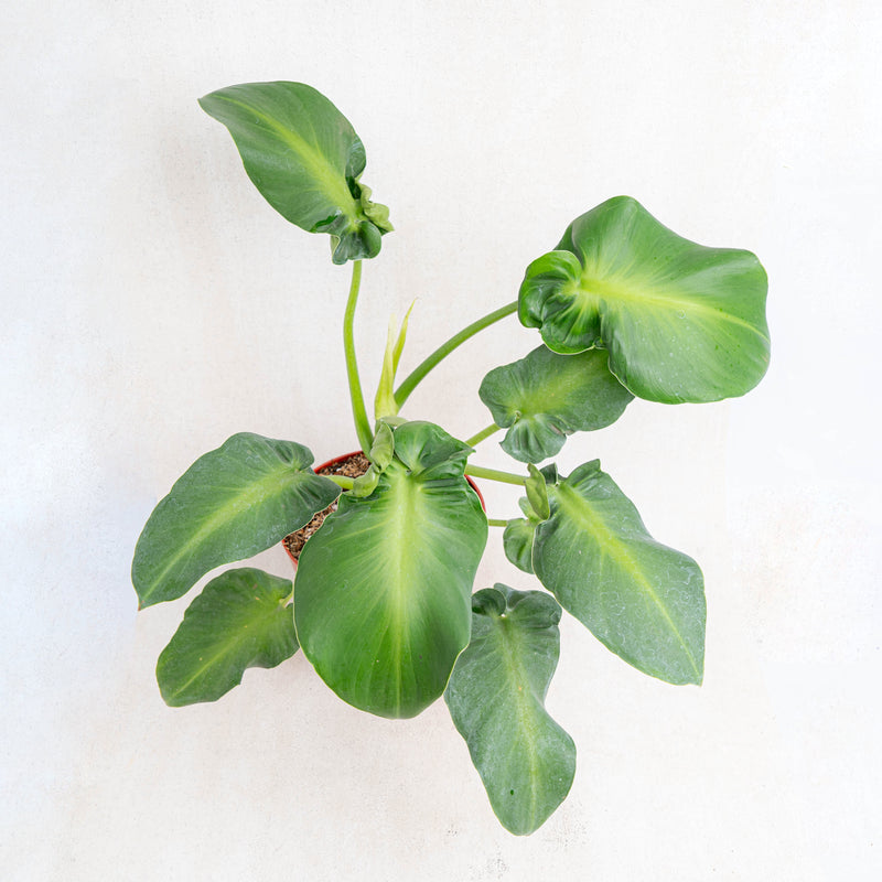 Philodendron rugosum aberrant form-Aroidasia