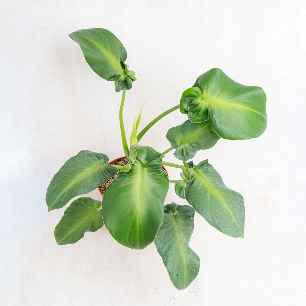 Philodendron Rugosum Aberrant Form