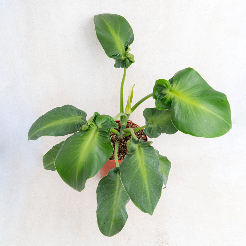 Philodendron rugosum aberrant form-Aroidasia