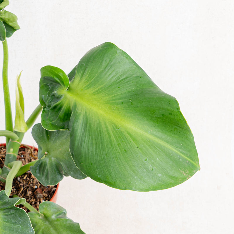 Philodendron rugosum aberrant form-Aroidasia