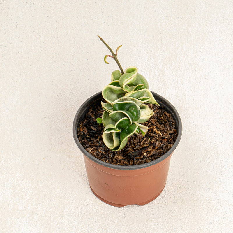 Hoya compacta variegated