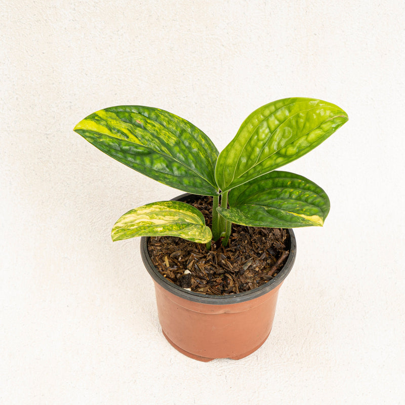 Monstera karstenianum variegated