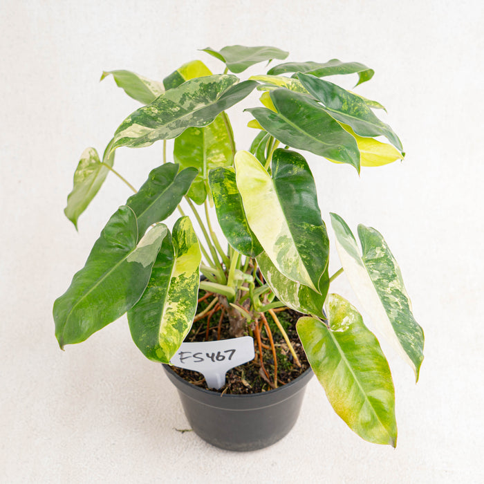 FS467 Philodendron Burlemarx Variegated