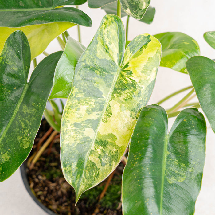FS467 Philodendron Burlemarx Variegated