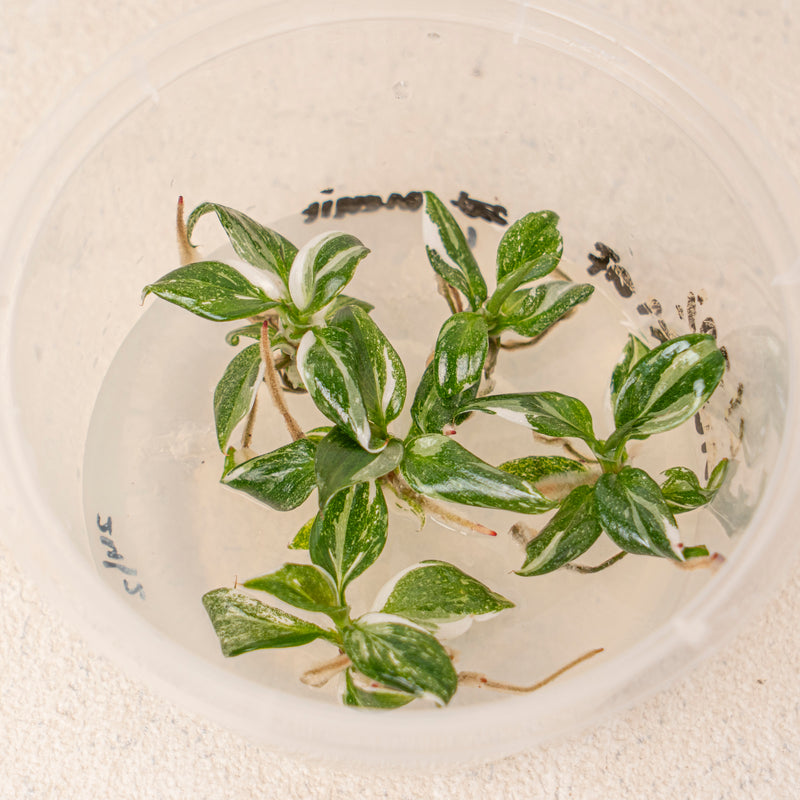 Tissue Culture - Philodendron White knight