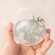 Tissue Culture - Philodendron White knight