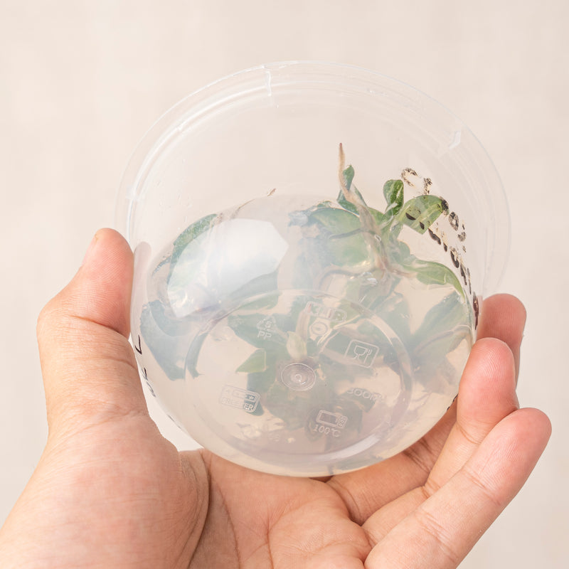 Tissue Culture - Philodendron White knight