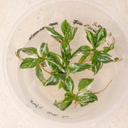 Tissue Culture - Philodendron White knight