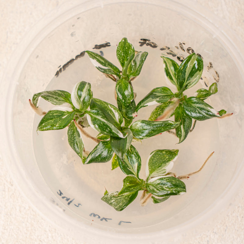 Tissue Culture - Philodendron White knight