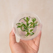 Tissue Culture - Philodendron White knight