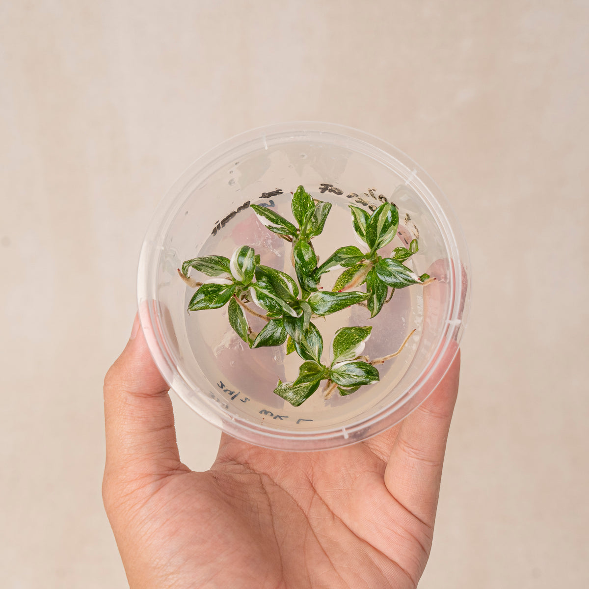 tissue culture philodendron Tissue Culture