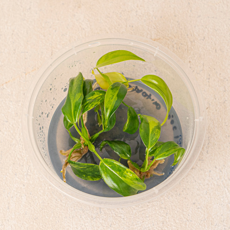 Tissue Culture - Philodendron Domesticum Variegated