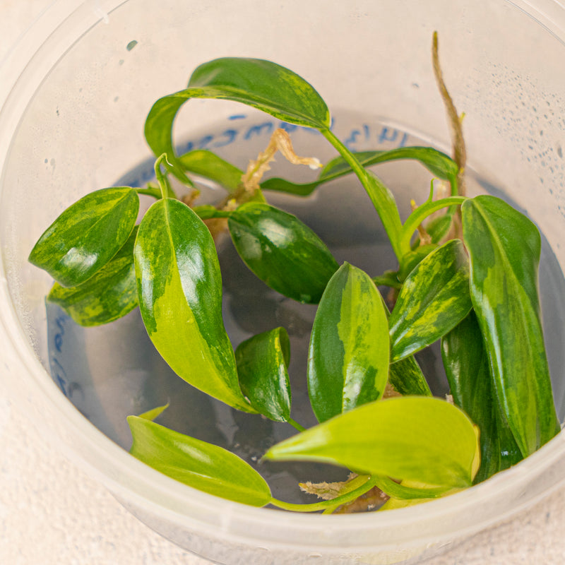 Tissue Culture - Philodendron Domesticum Variegated