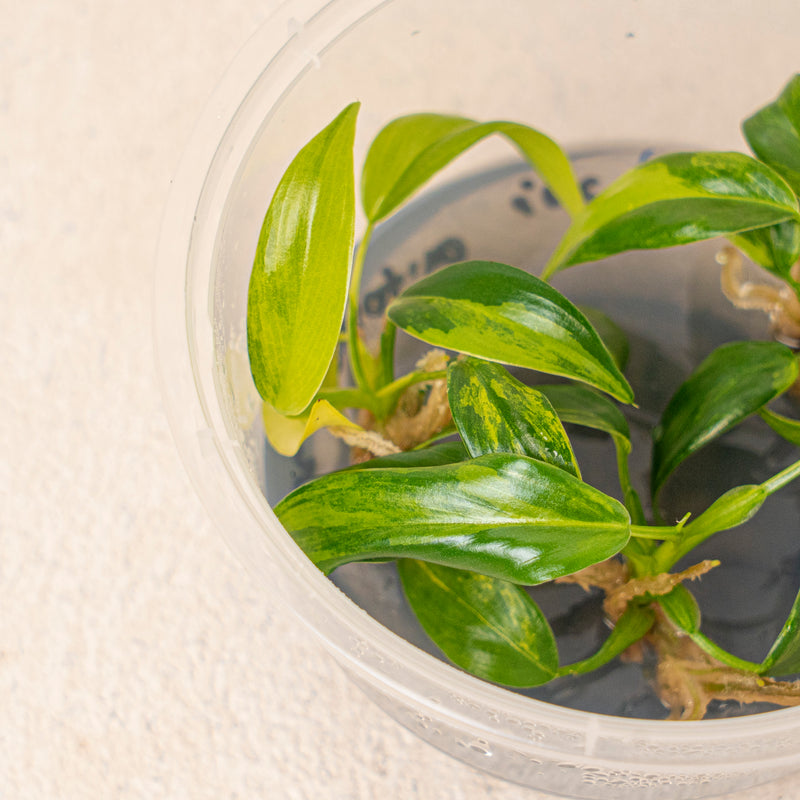Tissue Culture - Philodendron Domesticum Variegated
