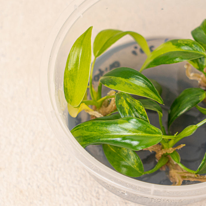Tissue Culture - Philodendron Domesticum Variegated (5 Plants)