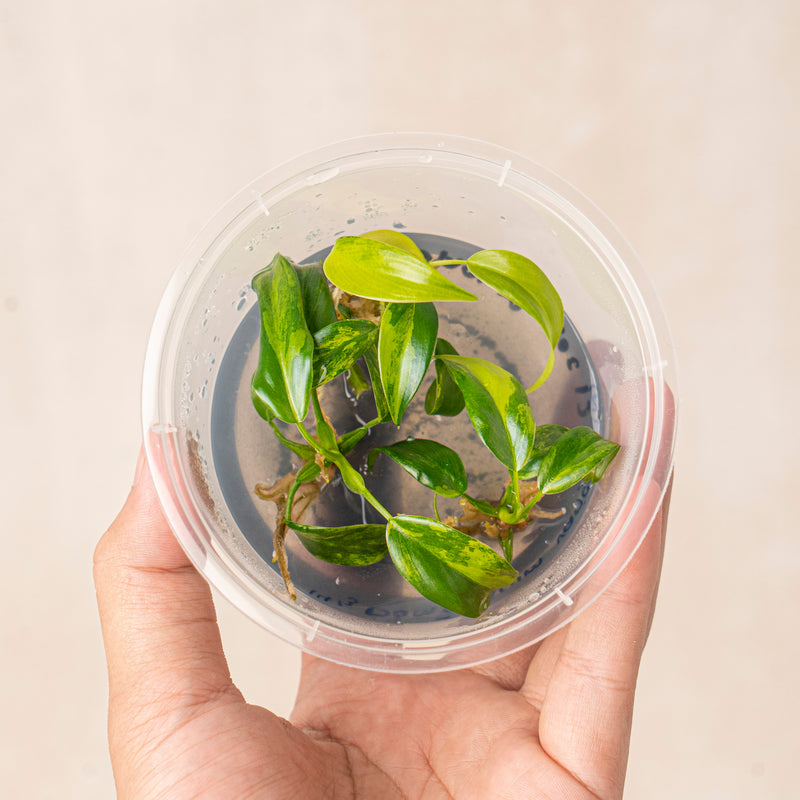 Tissue Culture - Philodendron Domesticum Variegated