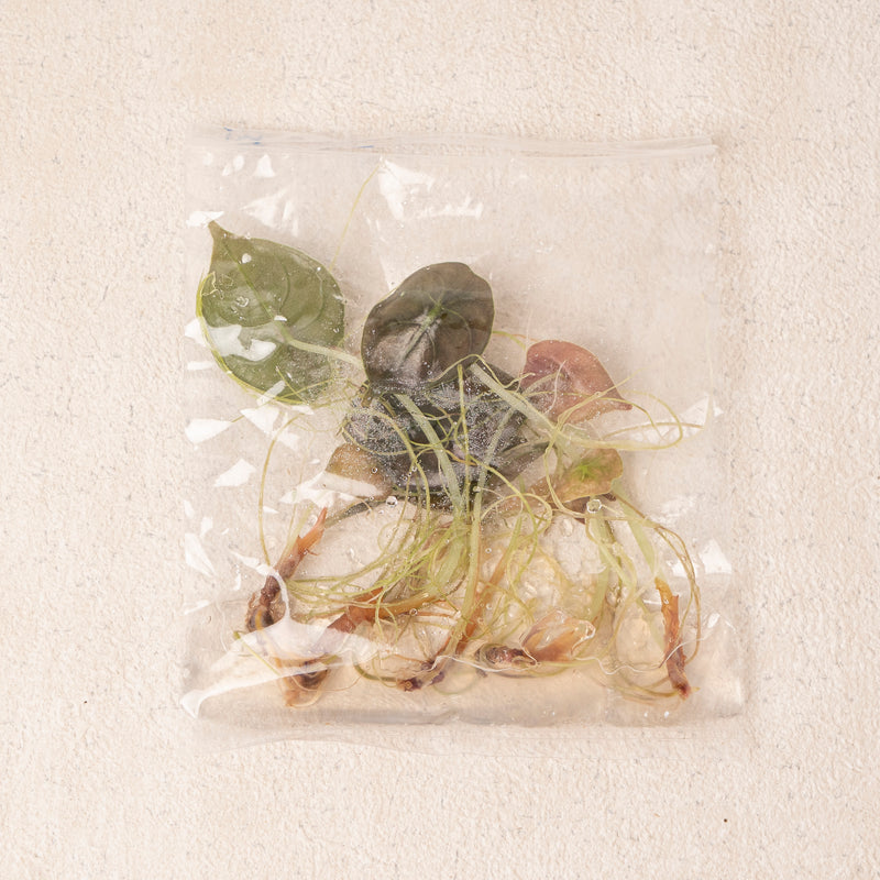 Tissue Culture - Alocasia Cuprea