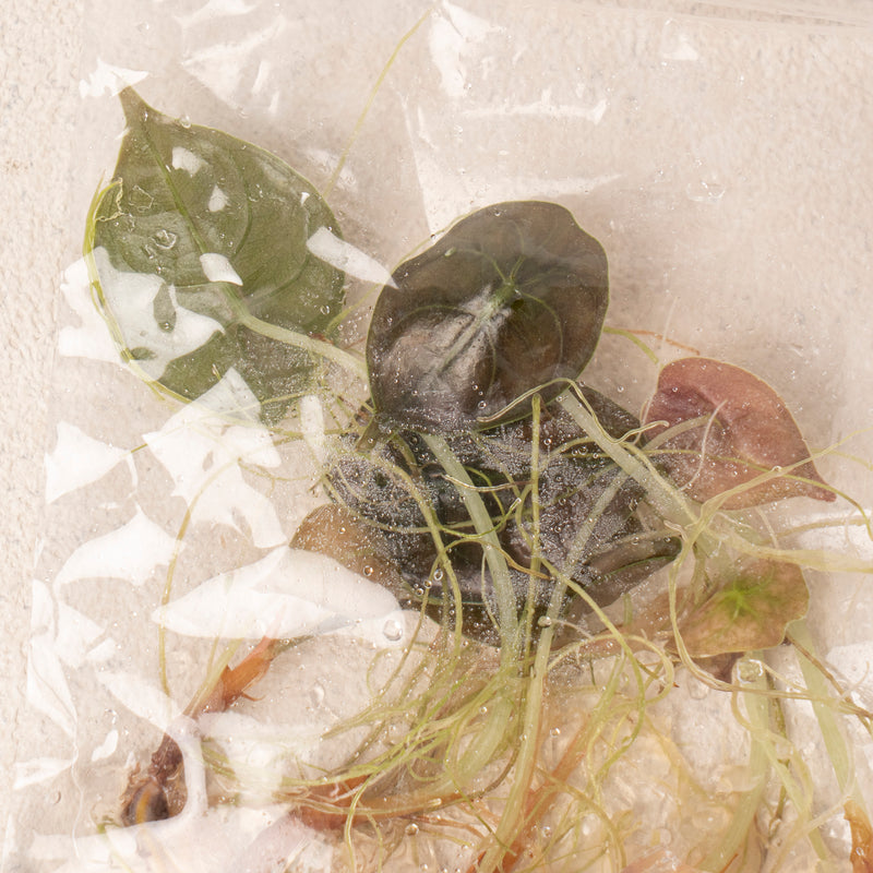 Tissue Culture - Alocasia Cuprea