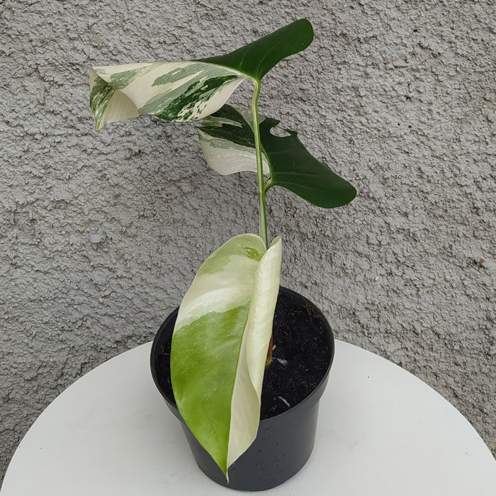 RP077 Monstera Borsigiana Variegated B (BGR)