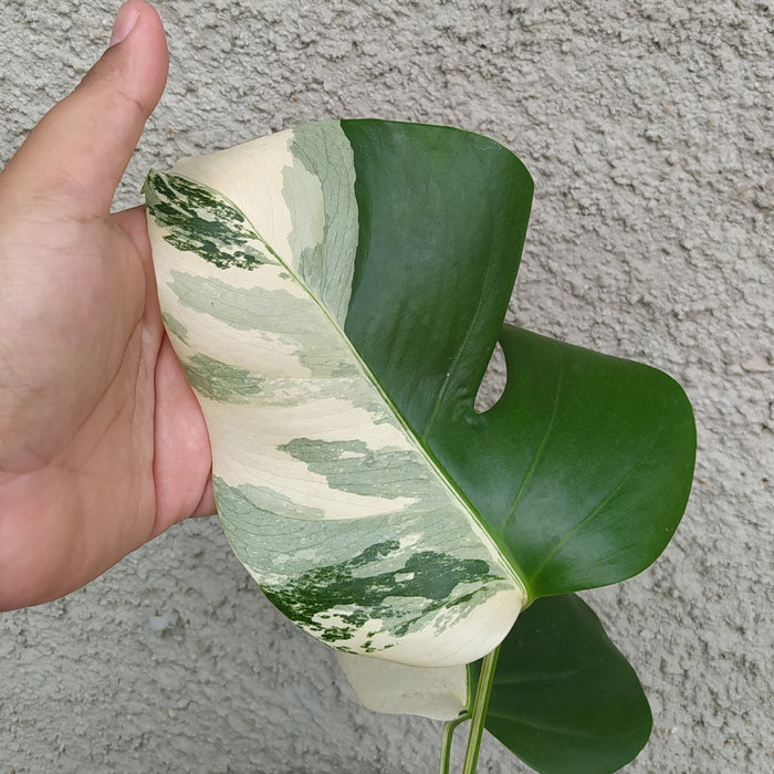 RP077 Monstera Borsigiana Variegated B (BGR)