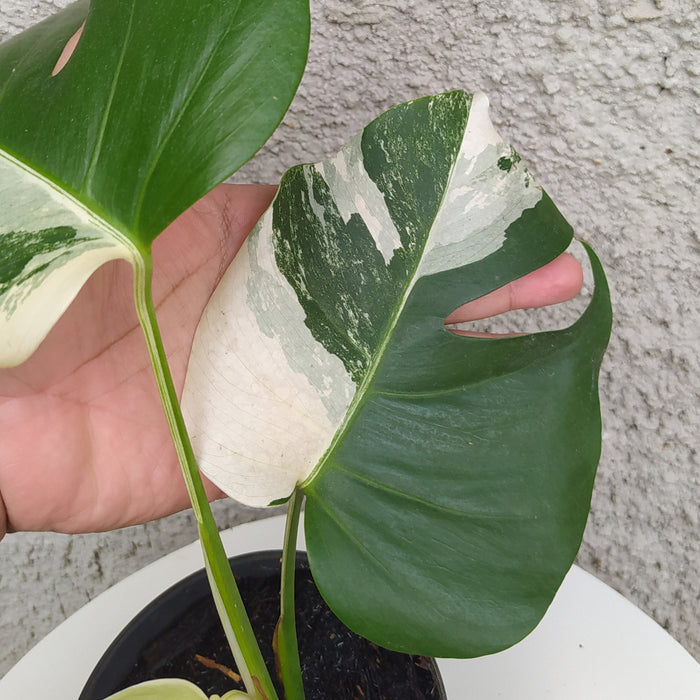 RP077 Monstera Borsigiana Variegated B (BGR)