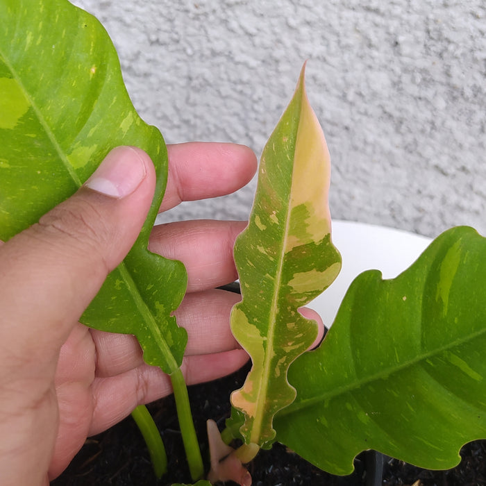 RP070 Philodendron Ring Of Fire A (2 pcs - BGR)