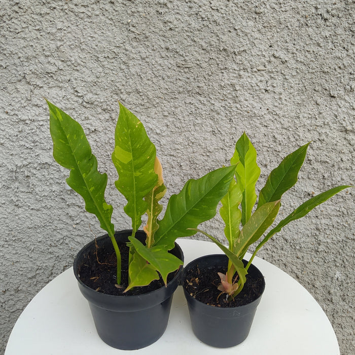 RP070 Philodendron Ring Of Fire A (2 pcs - BGR)