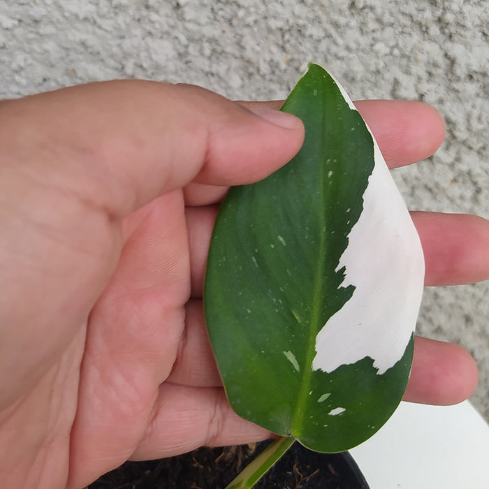 RP074 Philodendron White Princess A (2 pcs - BGR)