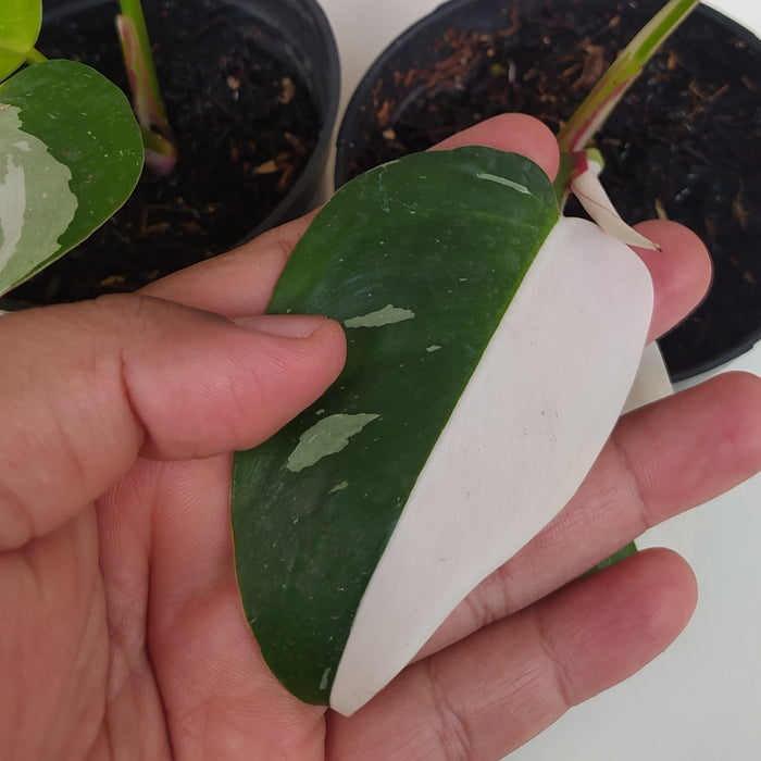 RP074 Philodendron White Princess A (2 pcs - BGR)