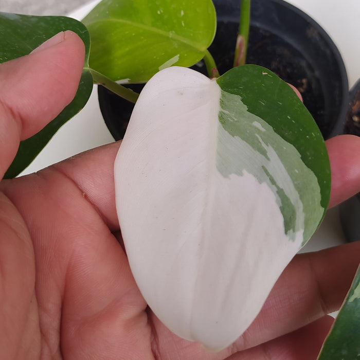 RP074 Philodendron White Princess A (2 pcs - BGR)