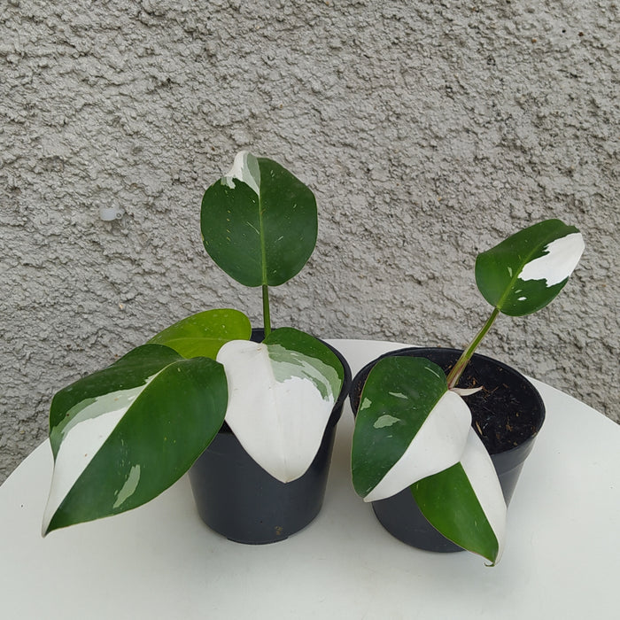 RP074 Philodendron White Princess A (2 pcs - BGR)