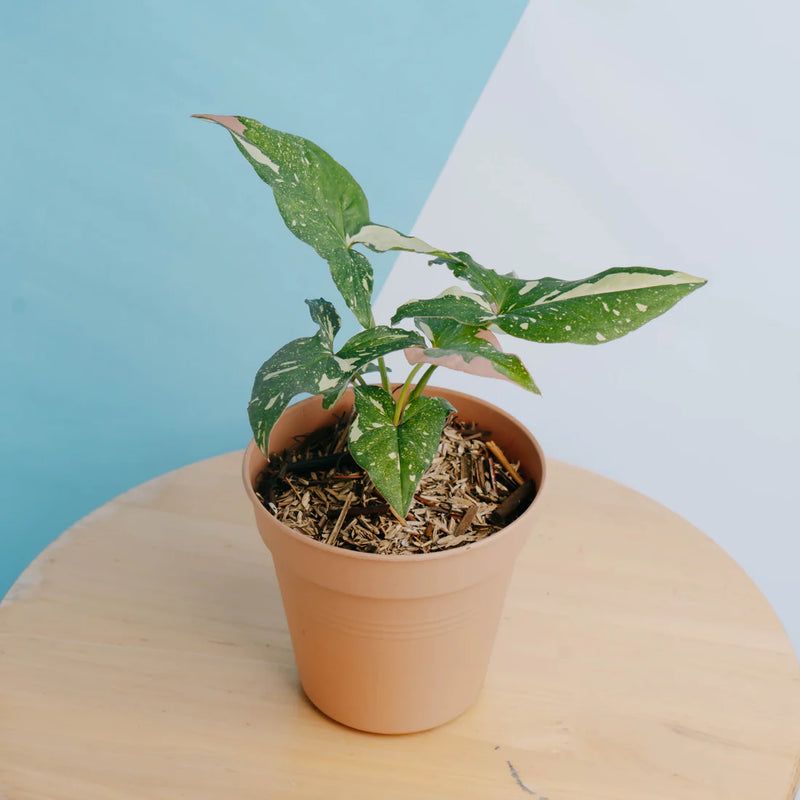 Syngonium Red Spot Tricolor