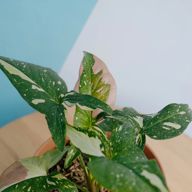 Syngonium Red Spot Tricolor