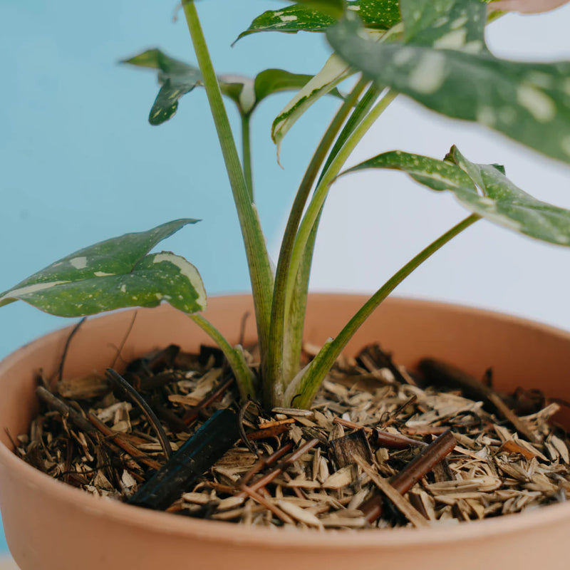 Syngonium Red Spot Tricolor