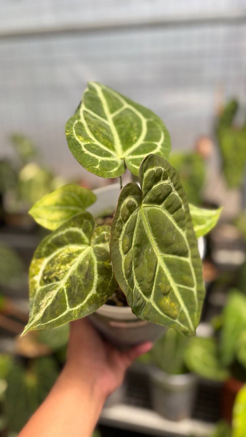 Anthurium Australian forgetii x (angela x black widow)