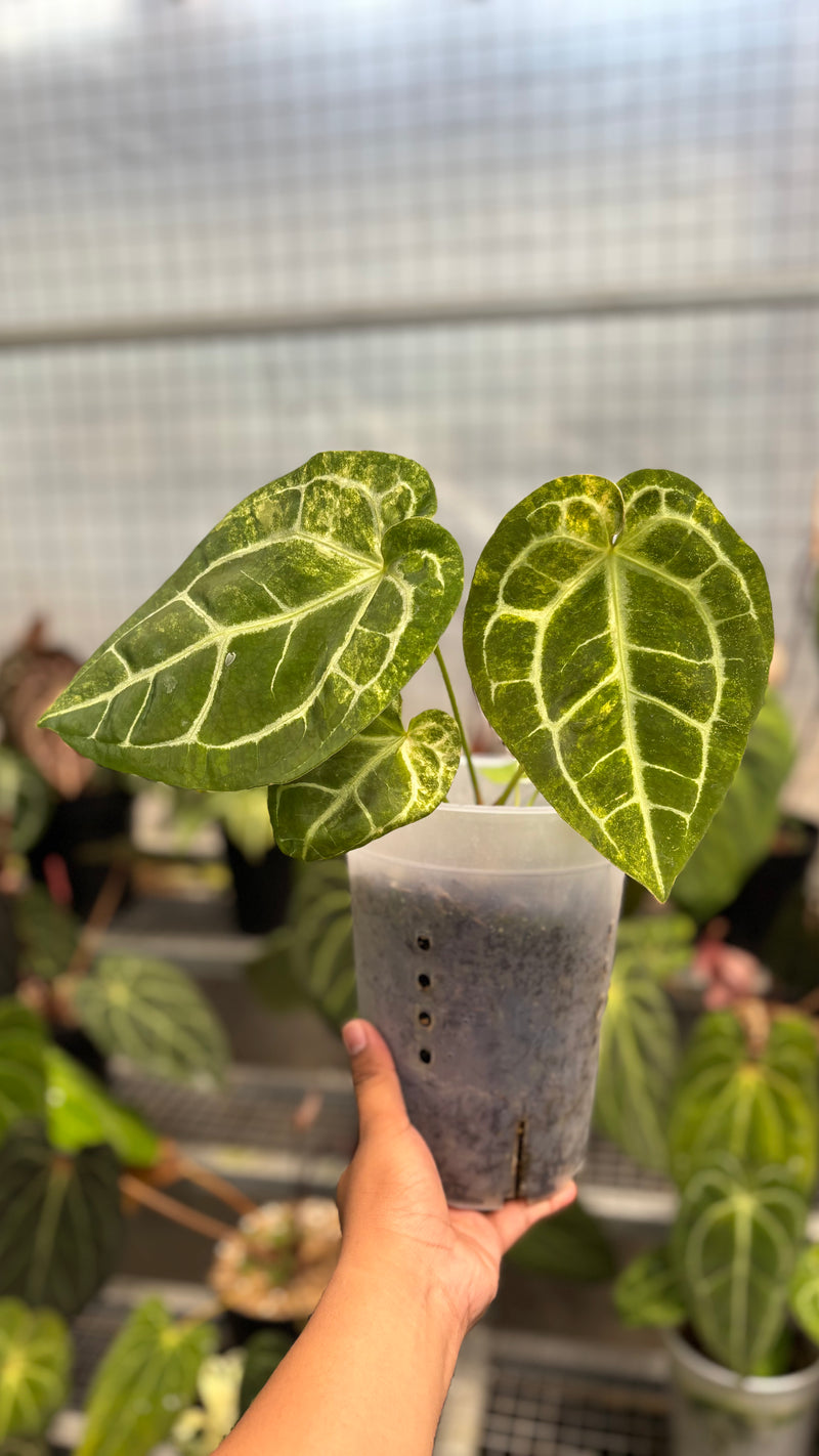 Anthurium Australian forgetii x (angela x black widow)