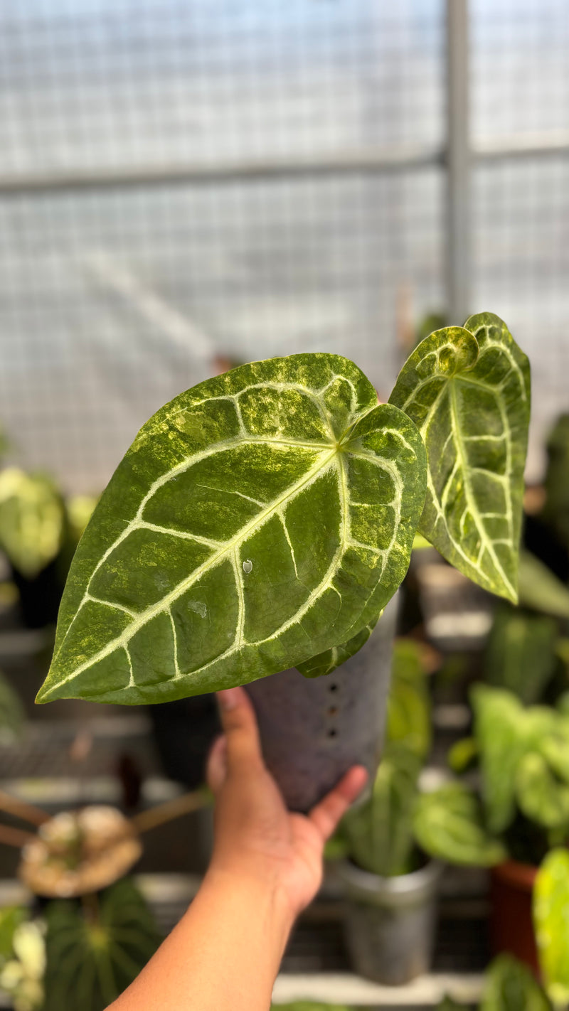 Anthurium Australian forgetii x (angela x black widow)