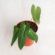 Anthurium Dark Mama (Papillilaminum x Warocqueanum)-Aroidasia