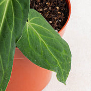 Anthurium Dark Mama (Papillilaminum x Warocqueanum)-Aroidasia