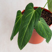 Anthurium Dark Mama (Papillilaminum x Warocqueanum)-Aroidasia