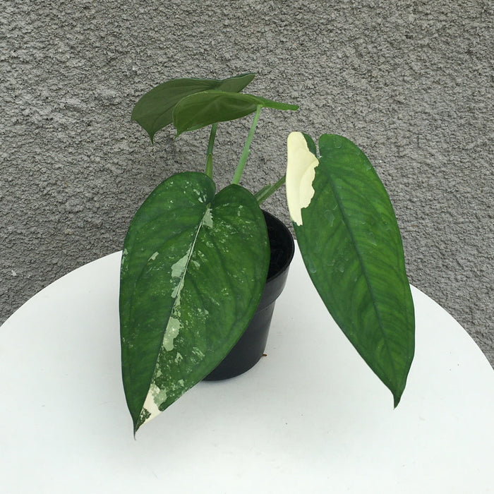 RP192 Syngonium Chiapense Variegated (BGR)