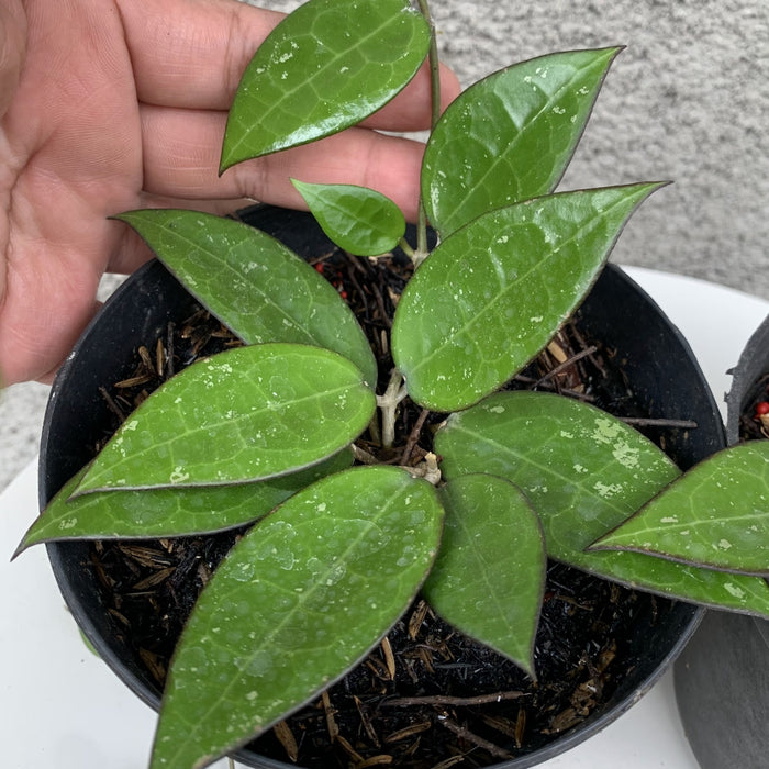 RP047 Hoya Verticillata MA-07 (2 pcs - BGR)