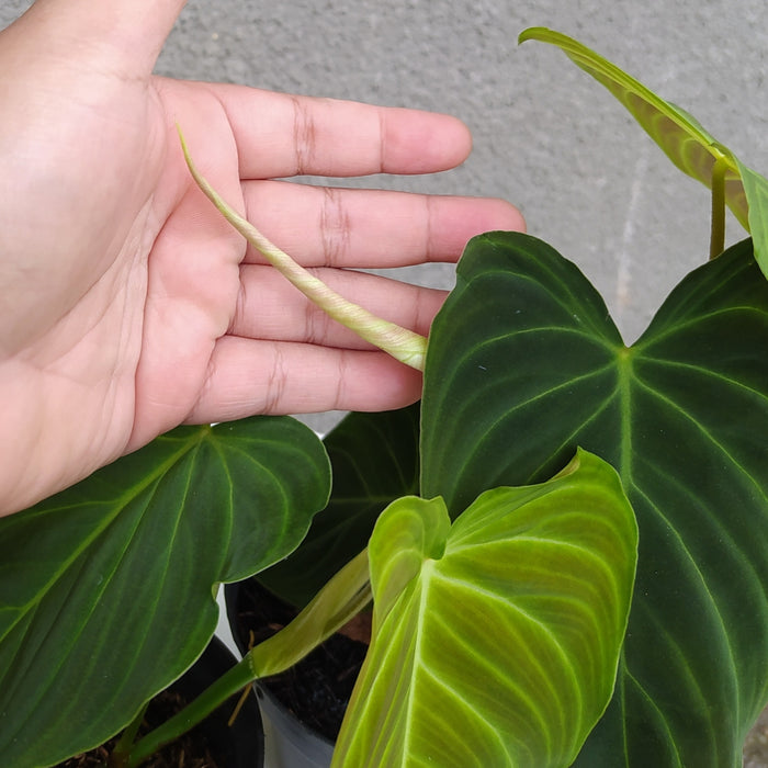 RP007 Philodendron Splendid (2 pcs-BGR)