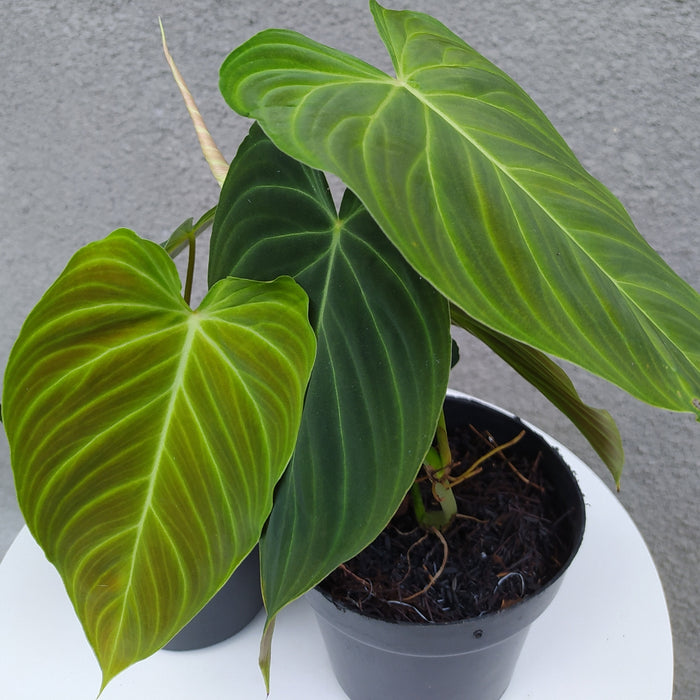 RP007 Philodendron Splendid (2 pcs-BGR)