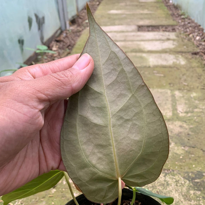 RP150 Anthurium Red Spider Seed