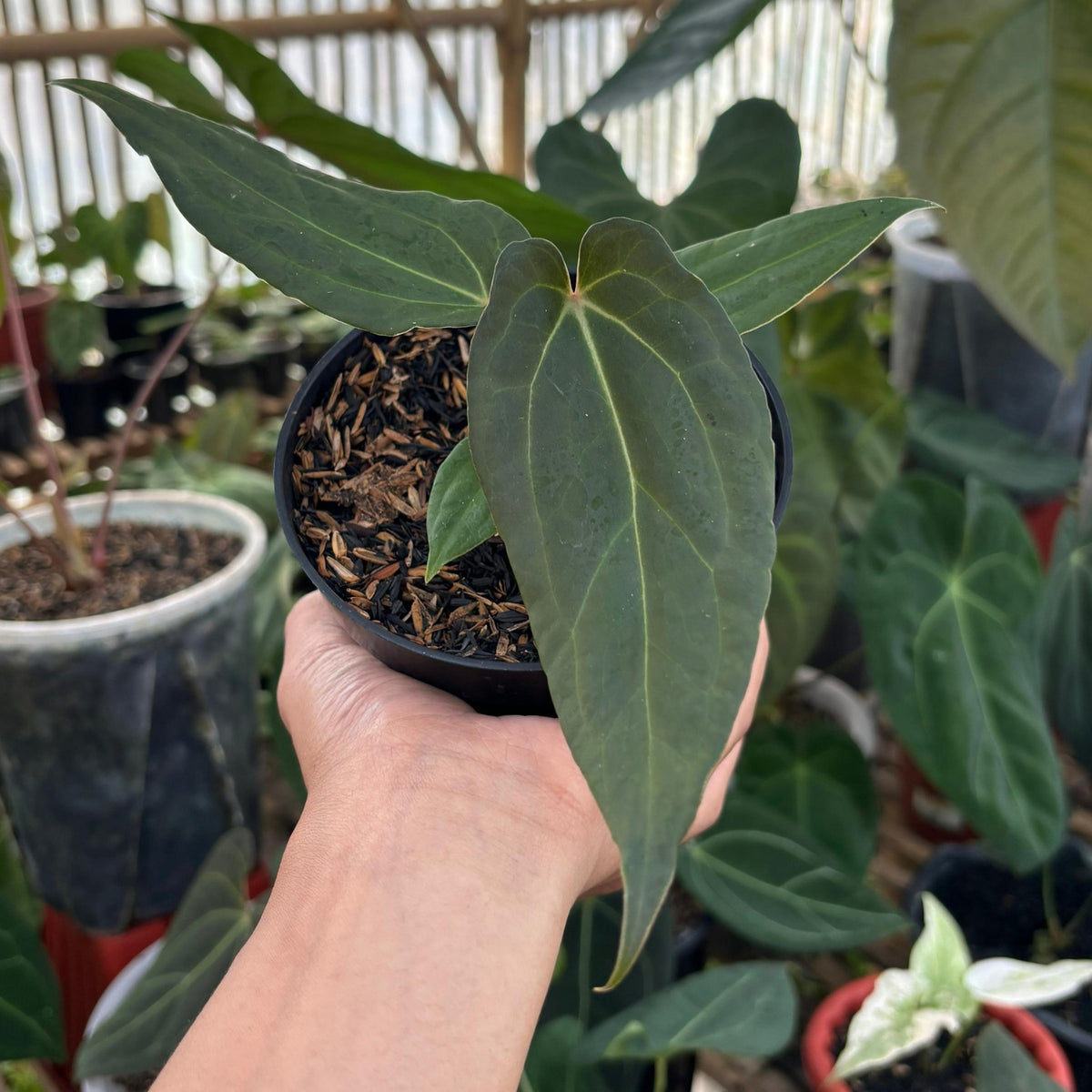 アンスリウム　NO ID Untitleddesign_3_0d31435e-9e3c