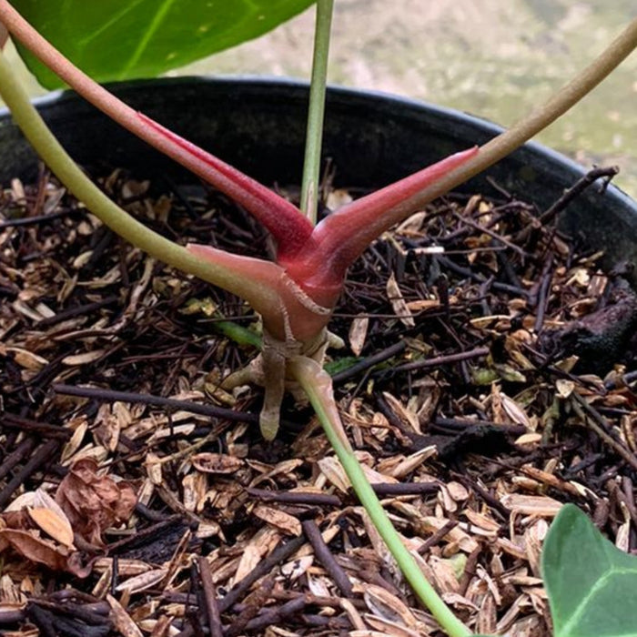 RP150 Anthurium Red Spider Seed