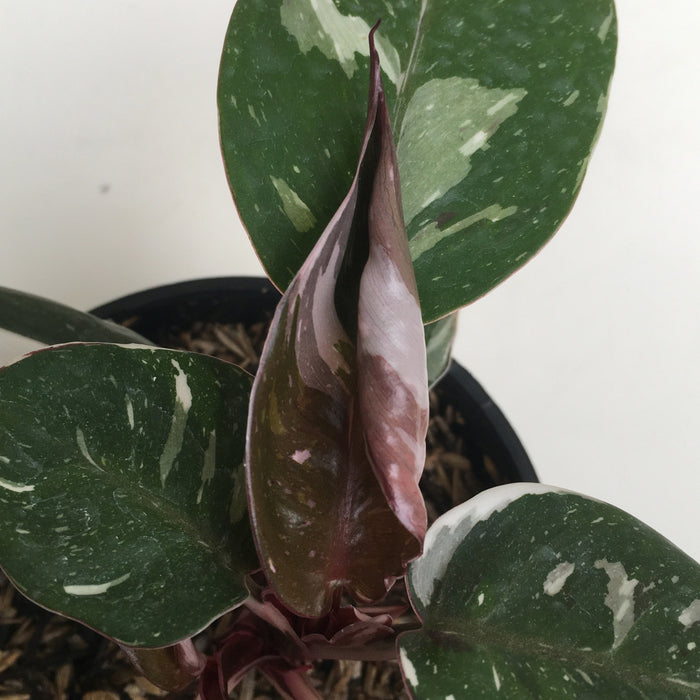 RP128 Philodendron Red Anderson (BGR)