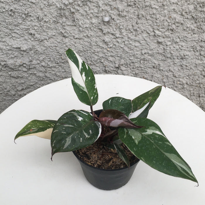 RP128 Philodendron Red Anderson (BGR)